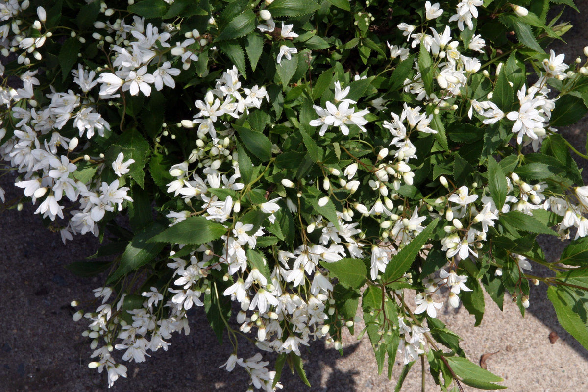 Deutzia Gracilis 'nikko' - View 29 from www redcrocus com