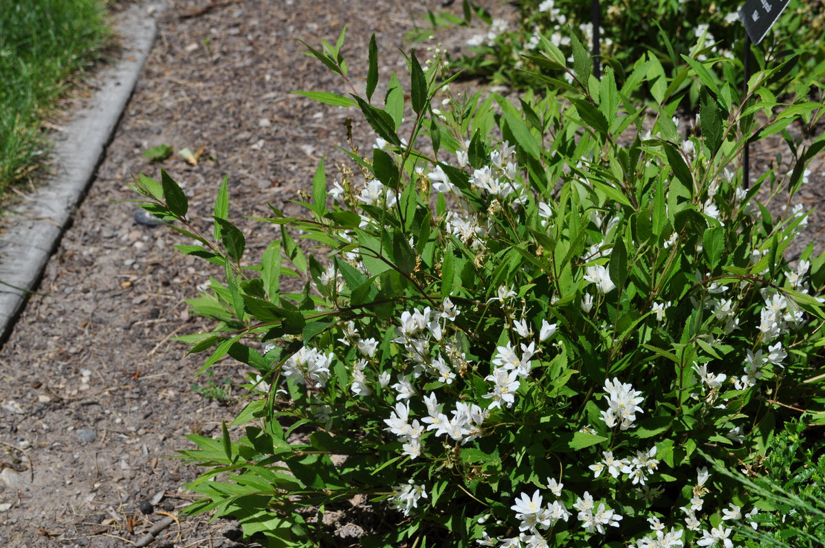 Deutzia Gracilis 'nikko' - View 31 from www redcrocus com