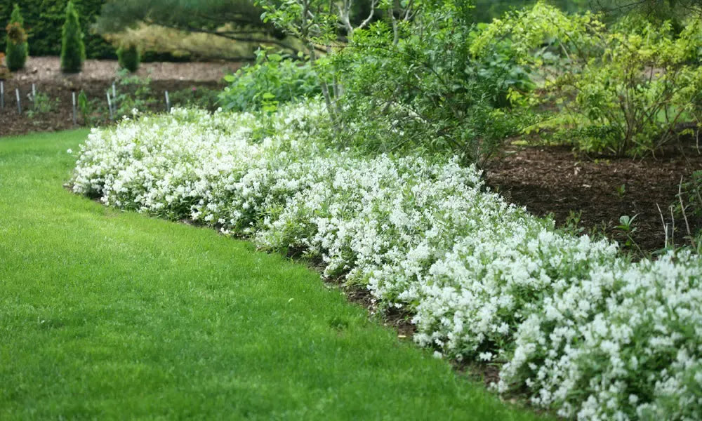 Deutzia Gracilis 'nikko' - View 33 from www redcrocus com