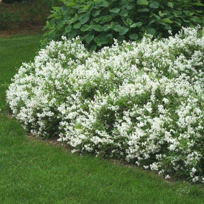 Deutzia Gracilis 'nikko' - View 34 from www redcrocus com