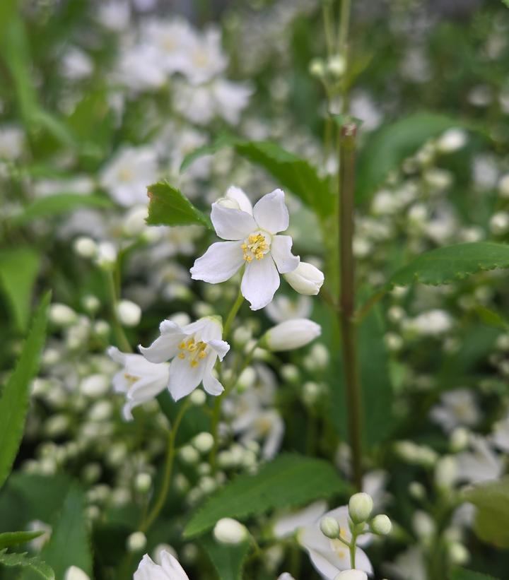 Deutzia Gracilis 'nikko' - View 35 from www redcrocus com