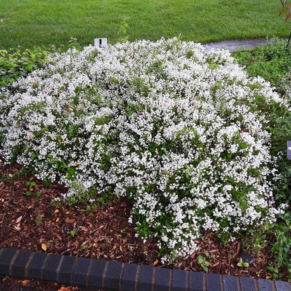 Deutzia Gracilis 'nikko' - View 36 from www redcrocus com