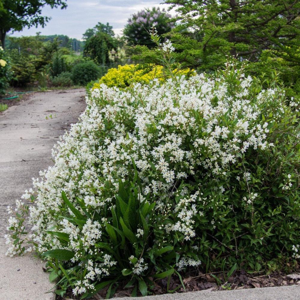Deutzia Gracilis 'nikko' - View 38 from www redcrocus com