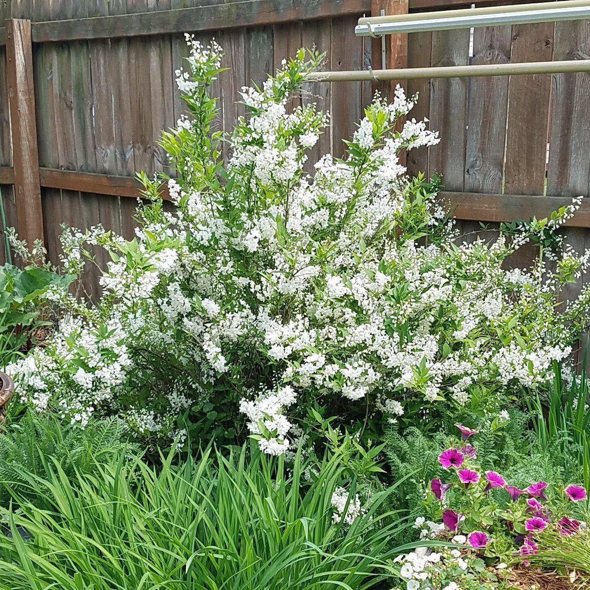 Deutzia Gracilis 'nikko' - View 39 from www redcrocus com