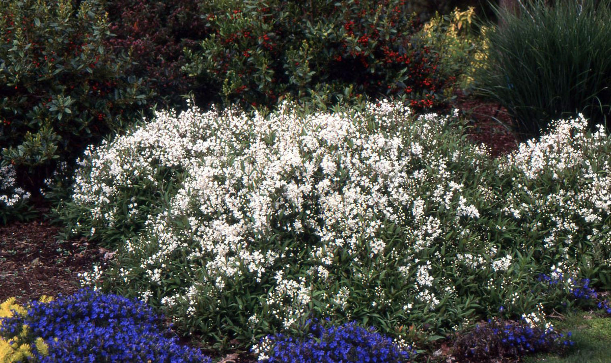 Deutzia Gracilis 'nikko' - View 3 from www redcrocus com