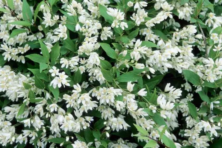 Deutzia Gracilis 'nikko' - View 4 from www redcrocus com