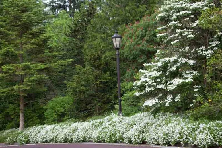 Deutzia Gracilis 'nikko' - View 7 from www redcrocus com