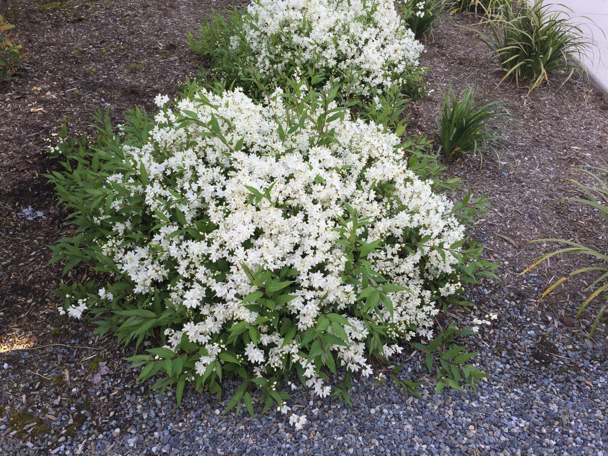 Deutzia Gracilis 'nikko' - View 8 from www redcrocus com