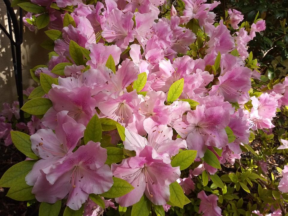 Azalea Aphrodite - View 10 from www redcrocus com