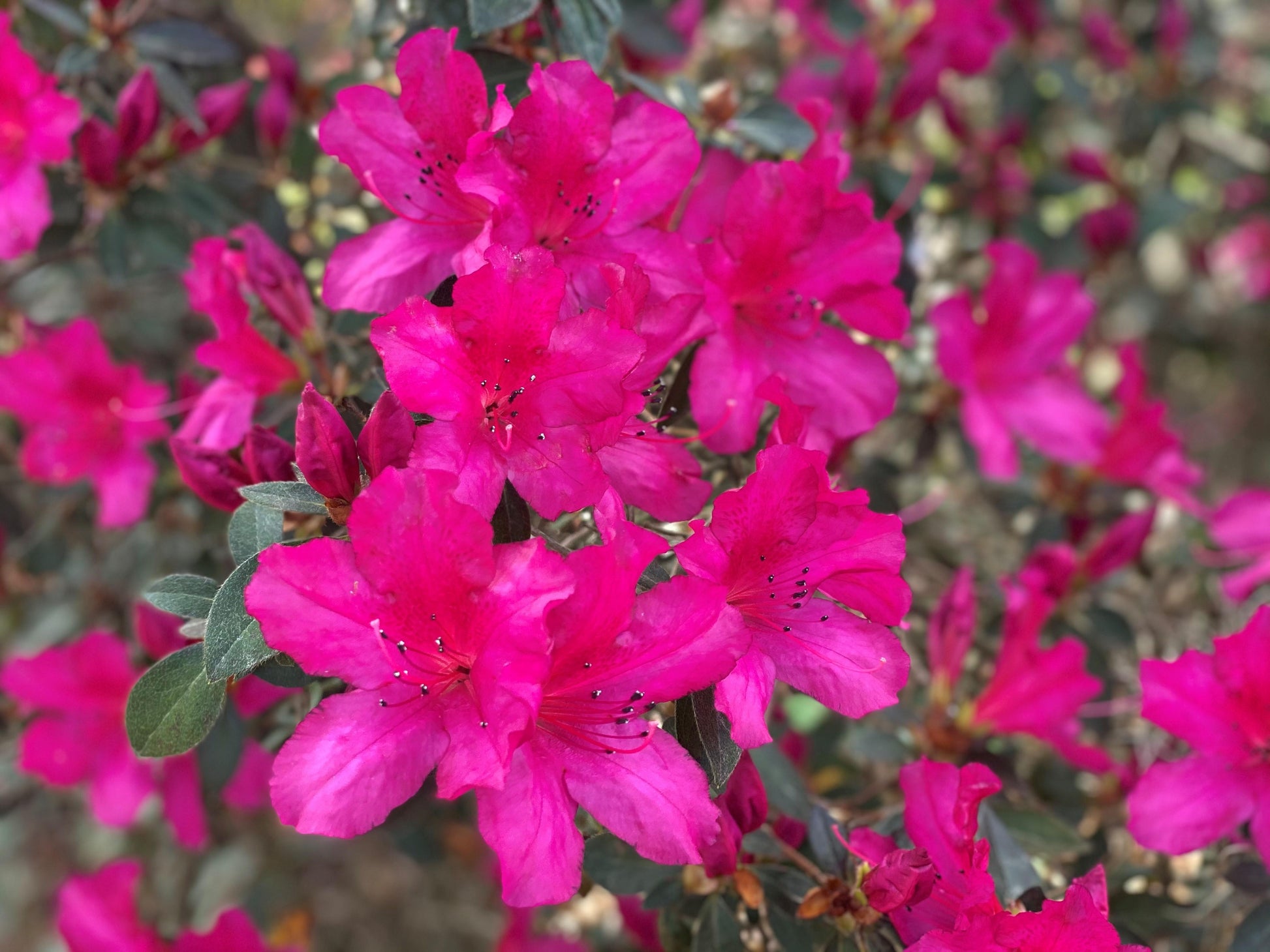 Azalea Aphrodite - View 11 from www redcrocus com