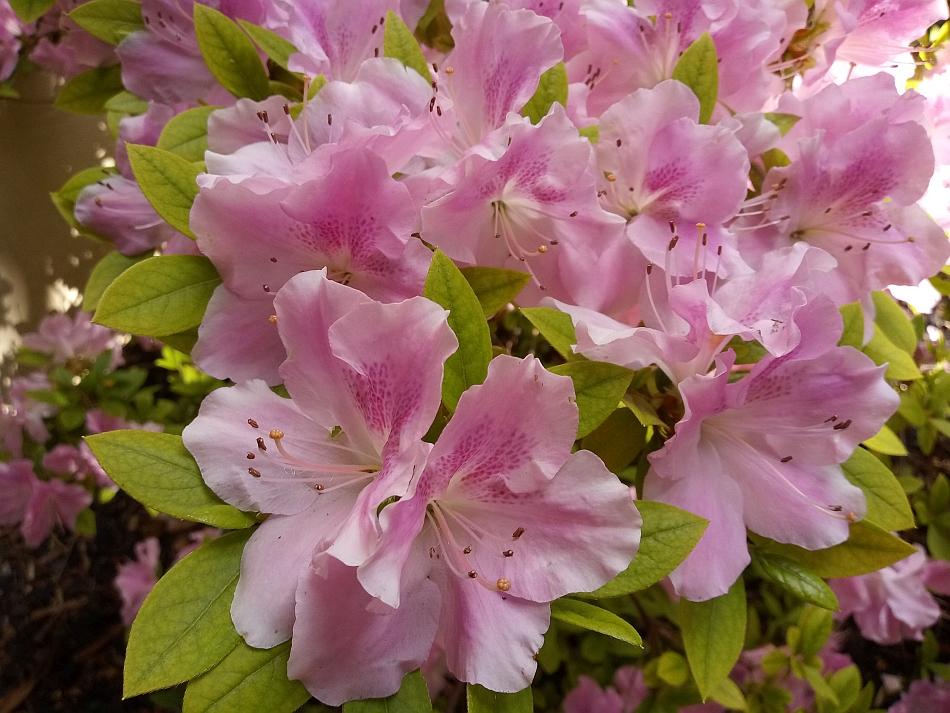 Azalea Aphrodite - View 12 from www redcrocus com