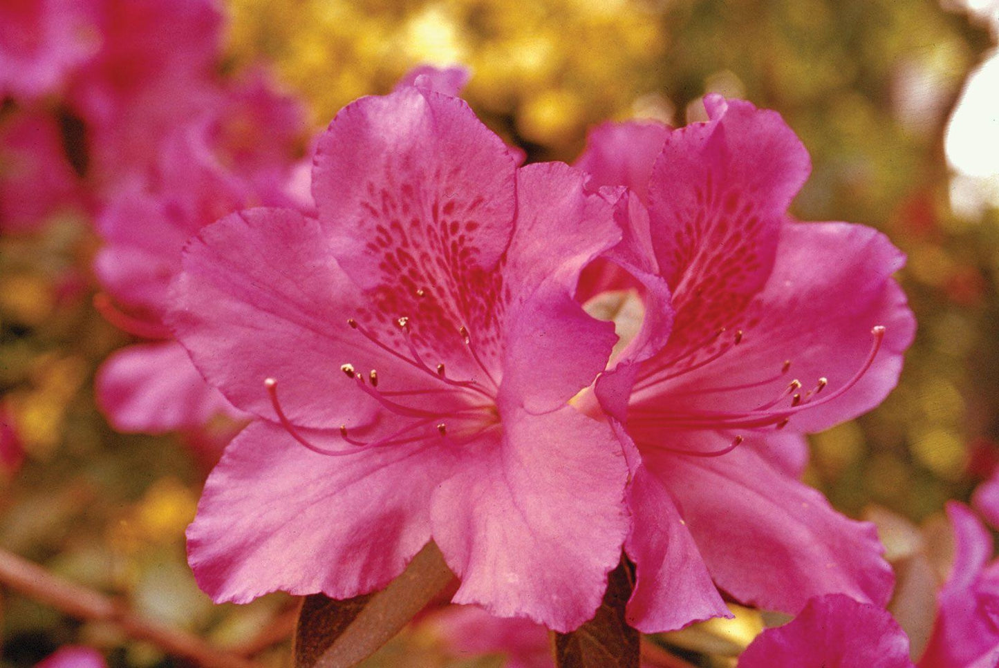 Azalea Aphrodite - View 13 from www redcrocus com