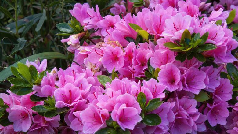 Azalea Aphrodite - View 14 from www redcrocus com