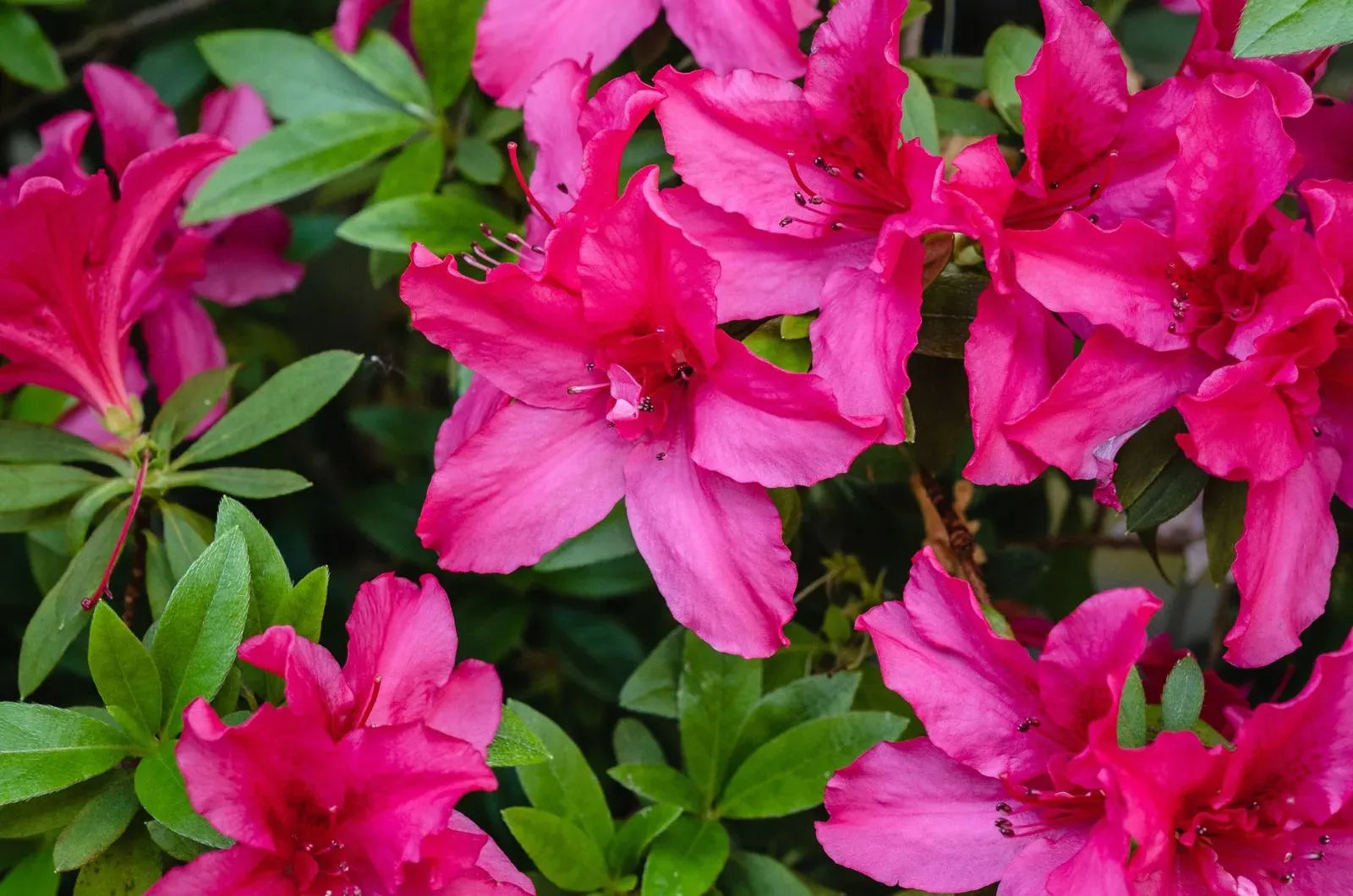 Azalea Aphrodite - View 15 from www redcrocus com