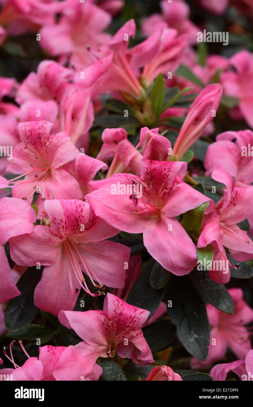 Azalea Aphrodite - View 1 from www redcrocus com