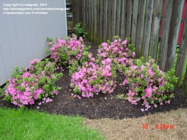 Azalea Aphrodite - View 4 from www redcrocus com