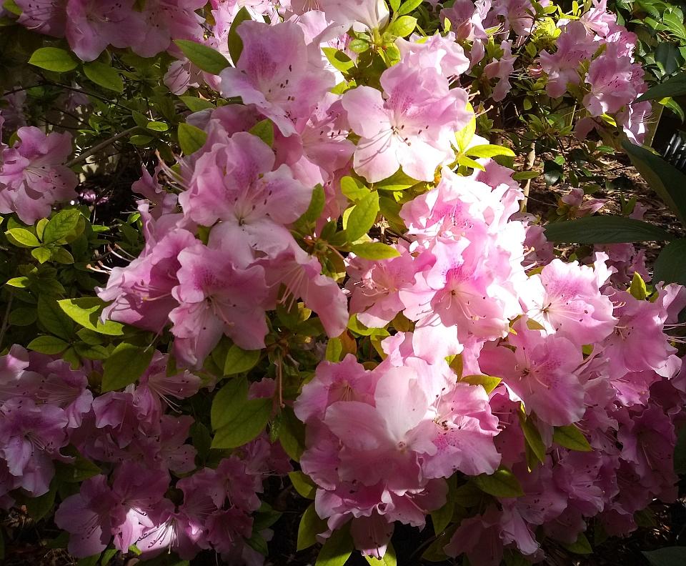 Azalea Aphrodite - View 5 from www redcrocus com