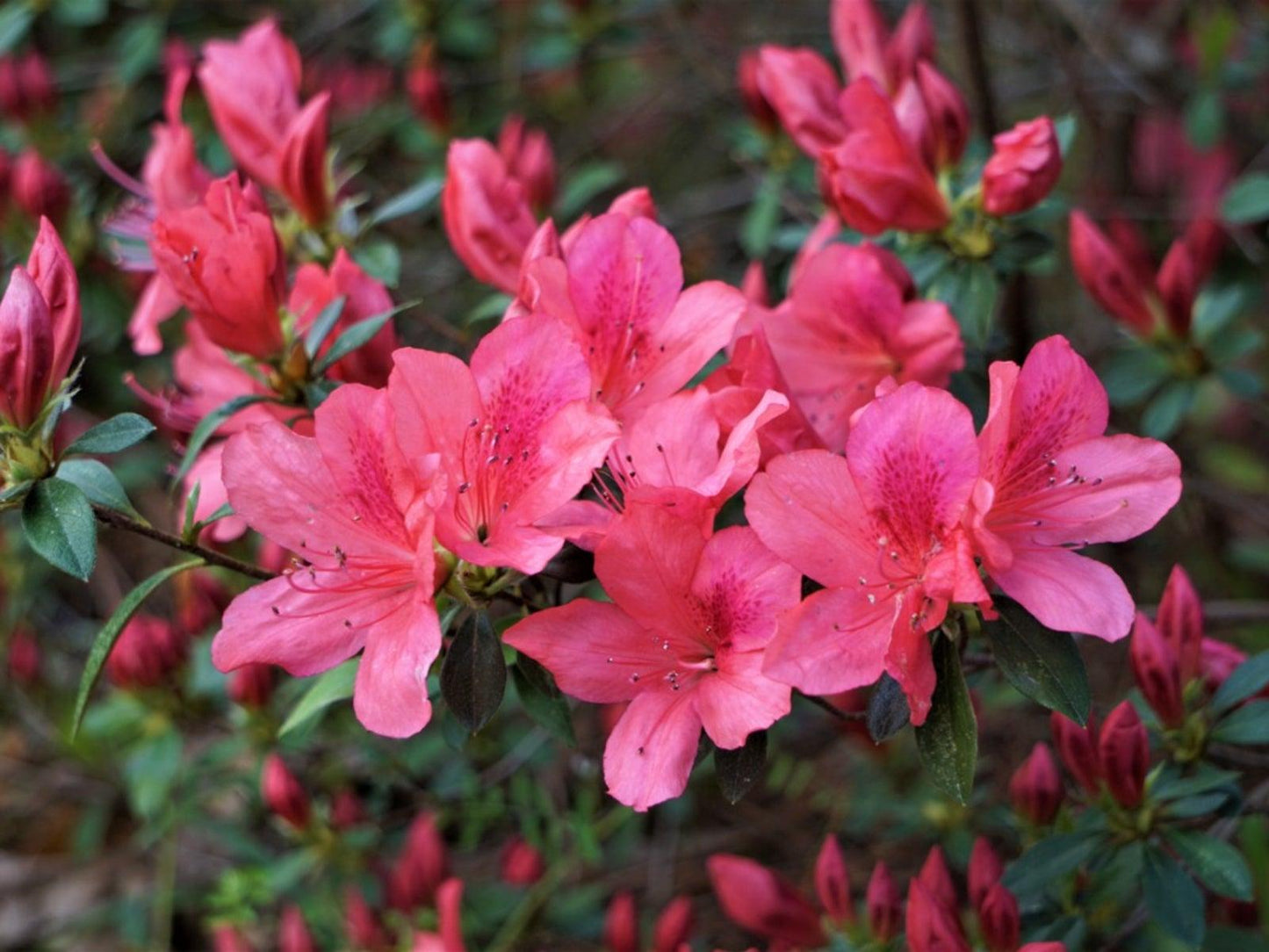 Azalea Aphrodite - View 6 from www redcrocus com