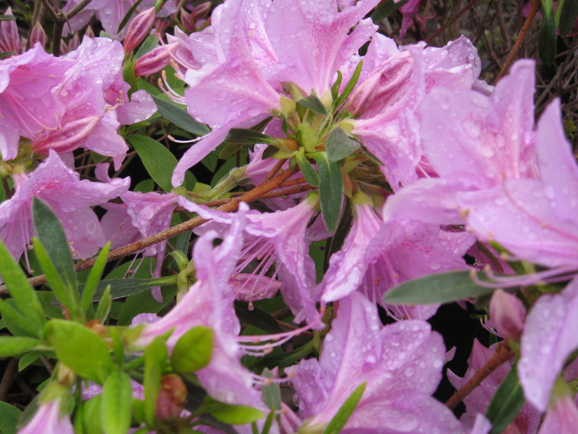 Azalea Aphrodite - View 8 from www redcrocus com