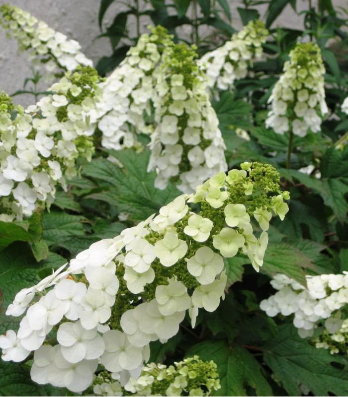 Hydrangea Quercifolia Snow Queen - View 10 from www redcrocus com
