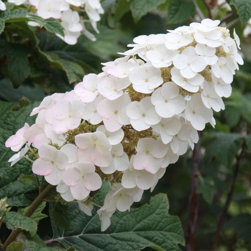 Hydrangea Quercifolia Snow Queen - View 12 from www redcrocus com