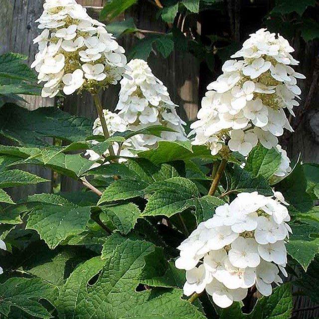 Hydrangea Quercifolia Snow Queen - View 15 from www redcrocus com