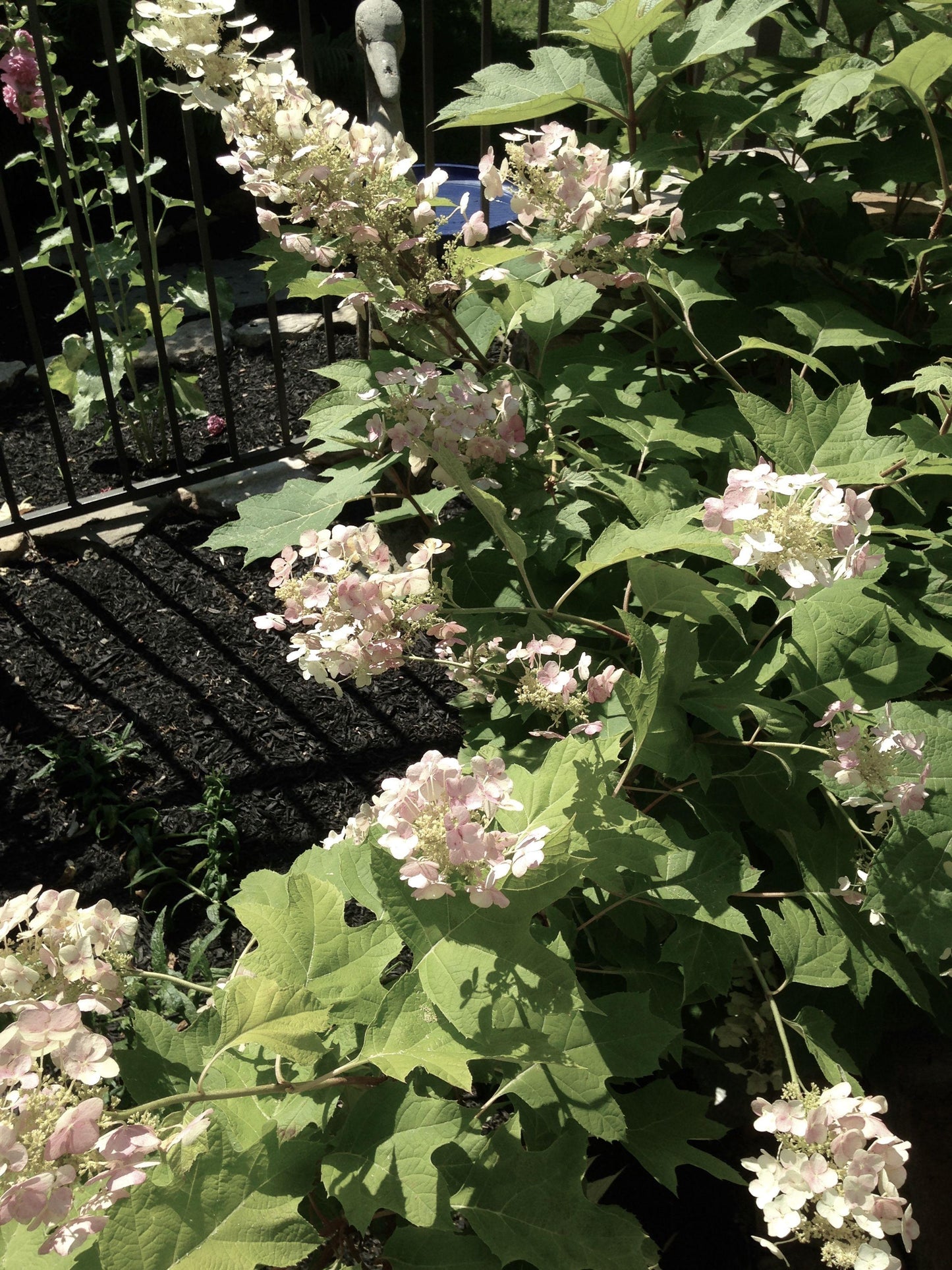 Hydrangea Quercifolia Snow Queen - View 16 from www redcrocus com