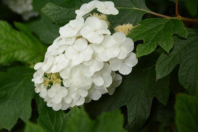 Hydrangea Quercifolia Snow Queen - View 19 from www redcrocus com