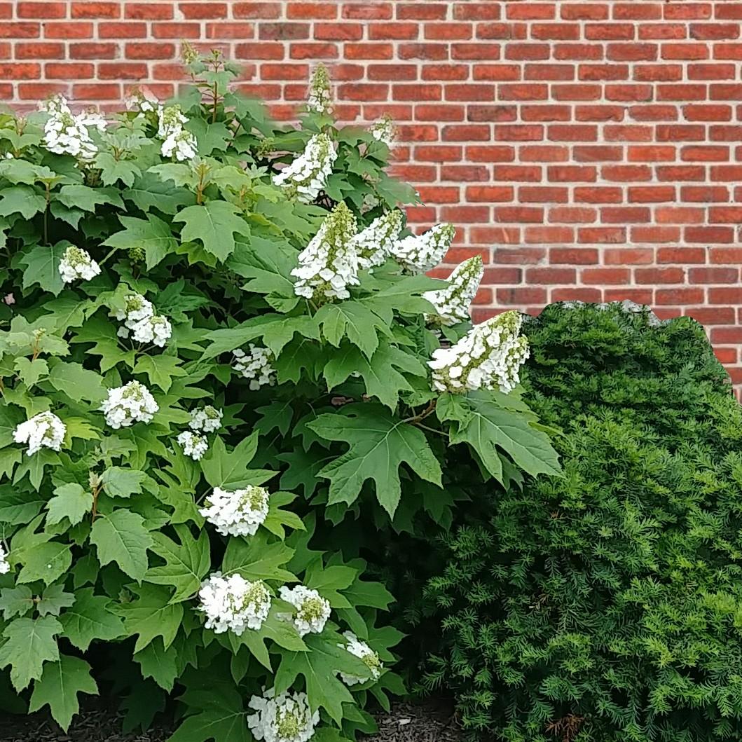 Hydrangea Quercifolia Snow Queen - View 6 from www redcrocus com