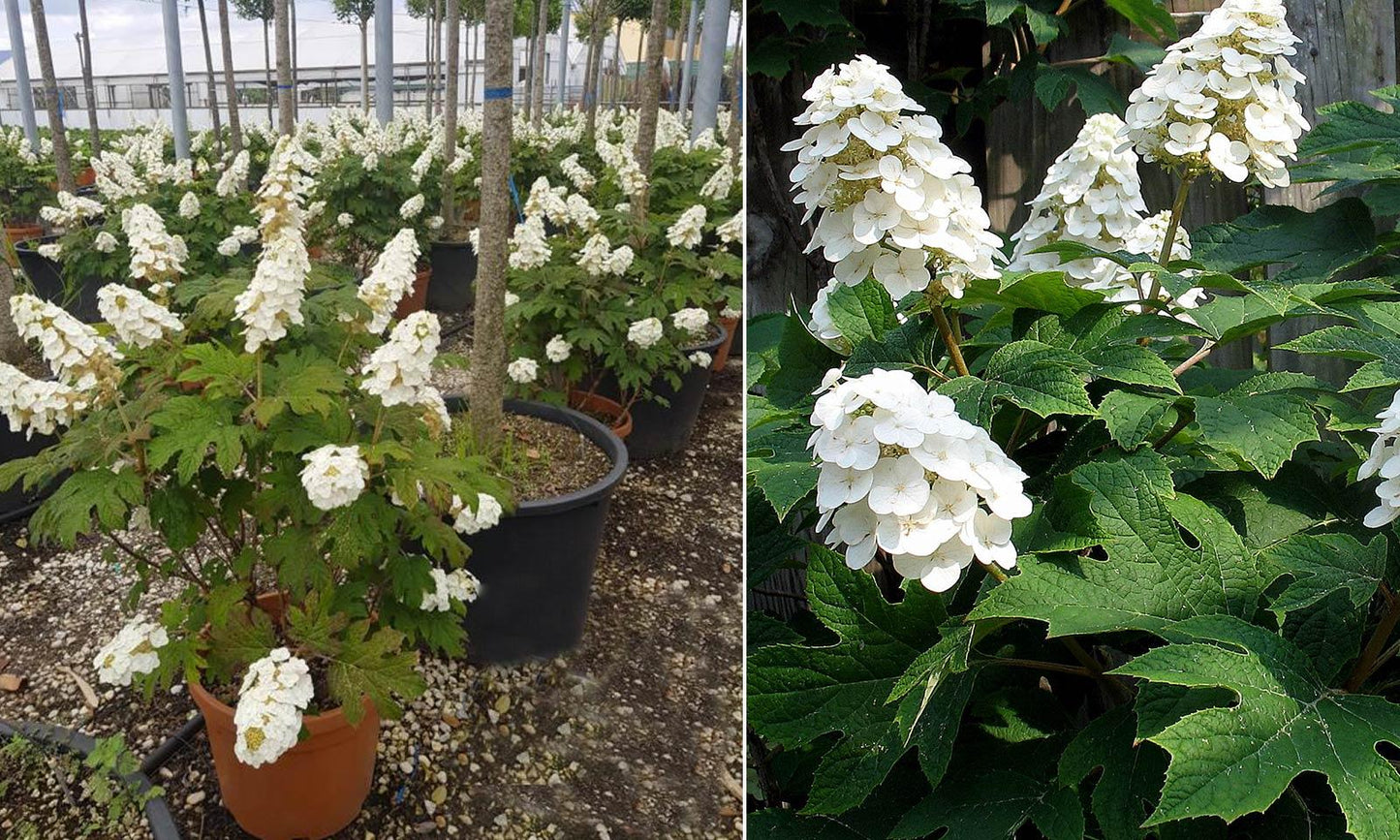 Hydrangea Quercifolia Snow Queen - View 8 from www redcrocus com