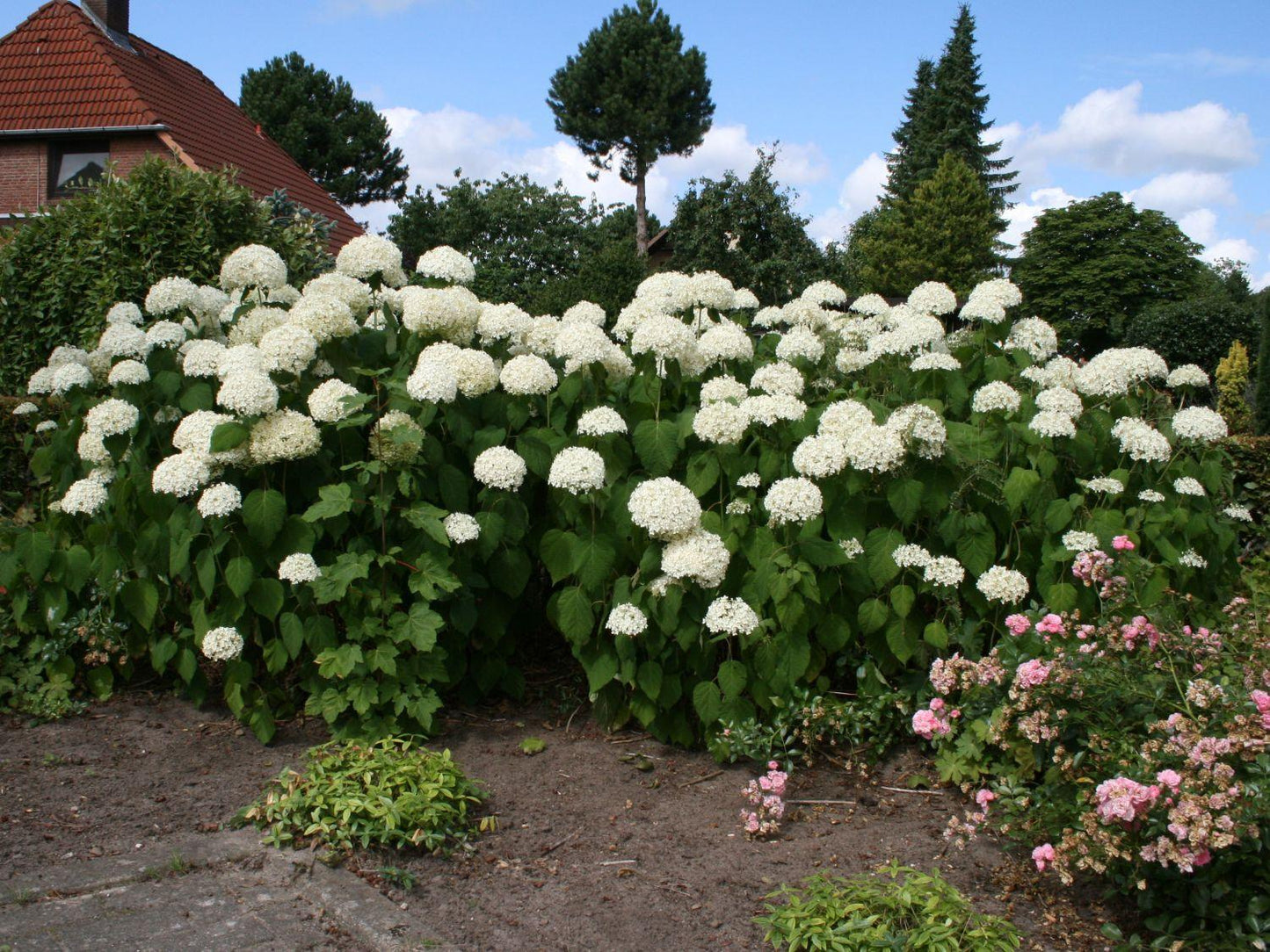 Hydrangea Arborescens Annabelle - View 10 from www redcrocus com