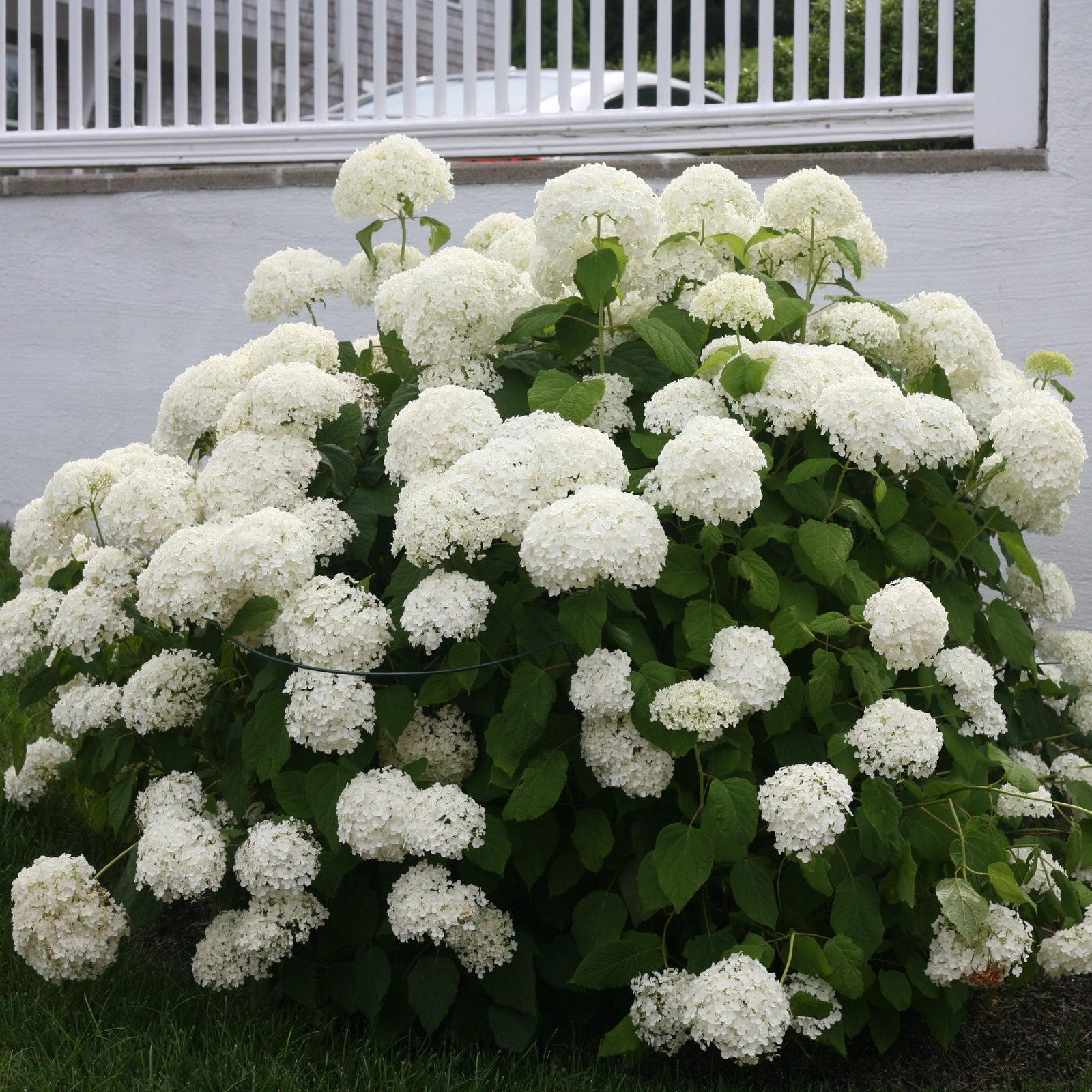Hydrangea Arborescens Annabelle - View 12 from www redcrocus com
