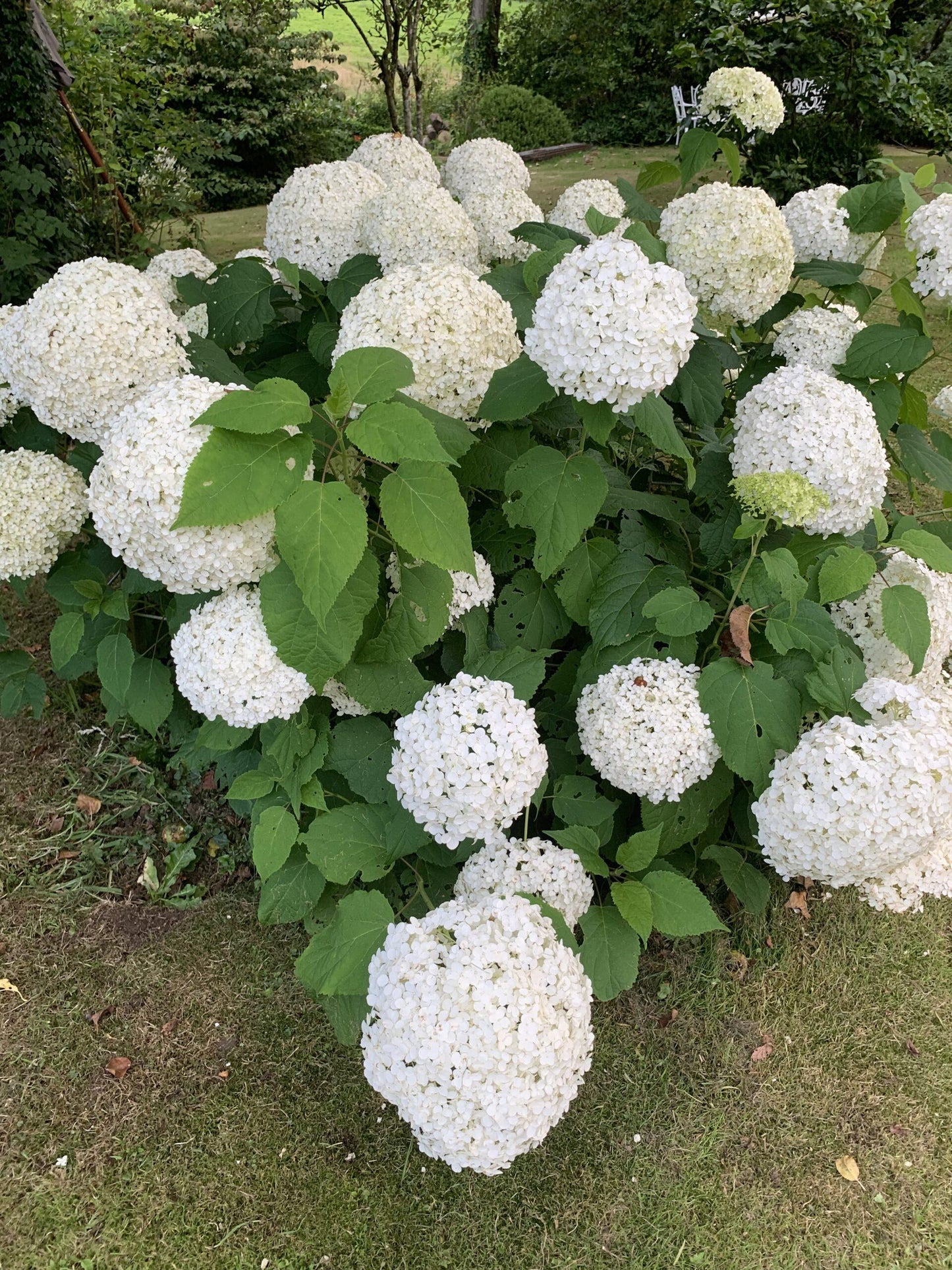 Hydrangea Arborescens Annabelle - View 13 from www redcrocus com