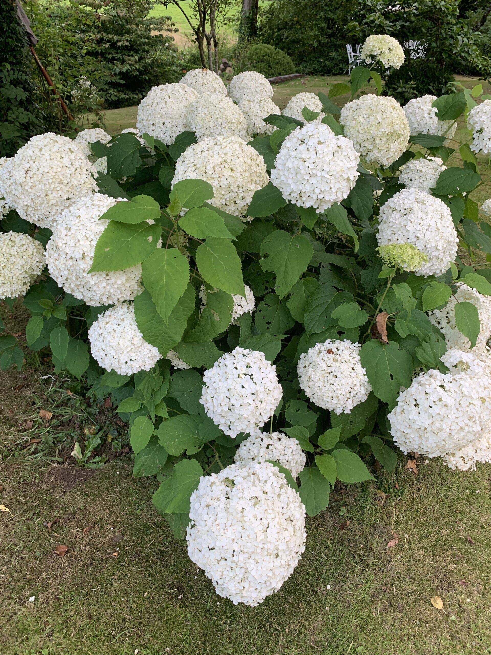 Hydrangea Arborescens Annabelle - View 13 from www redcrocus com