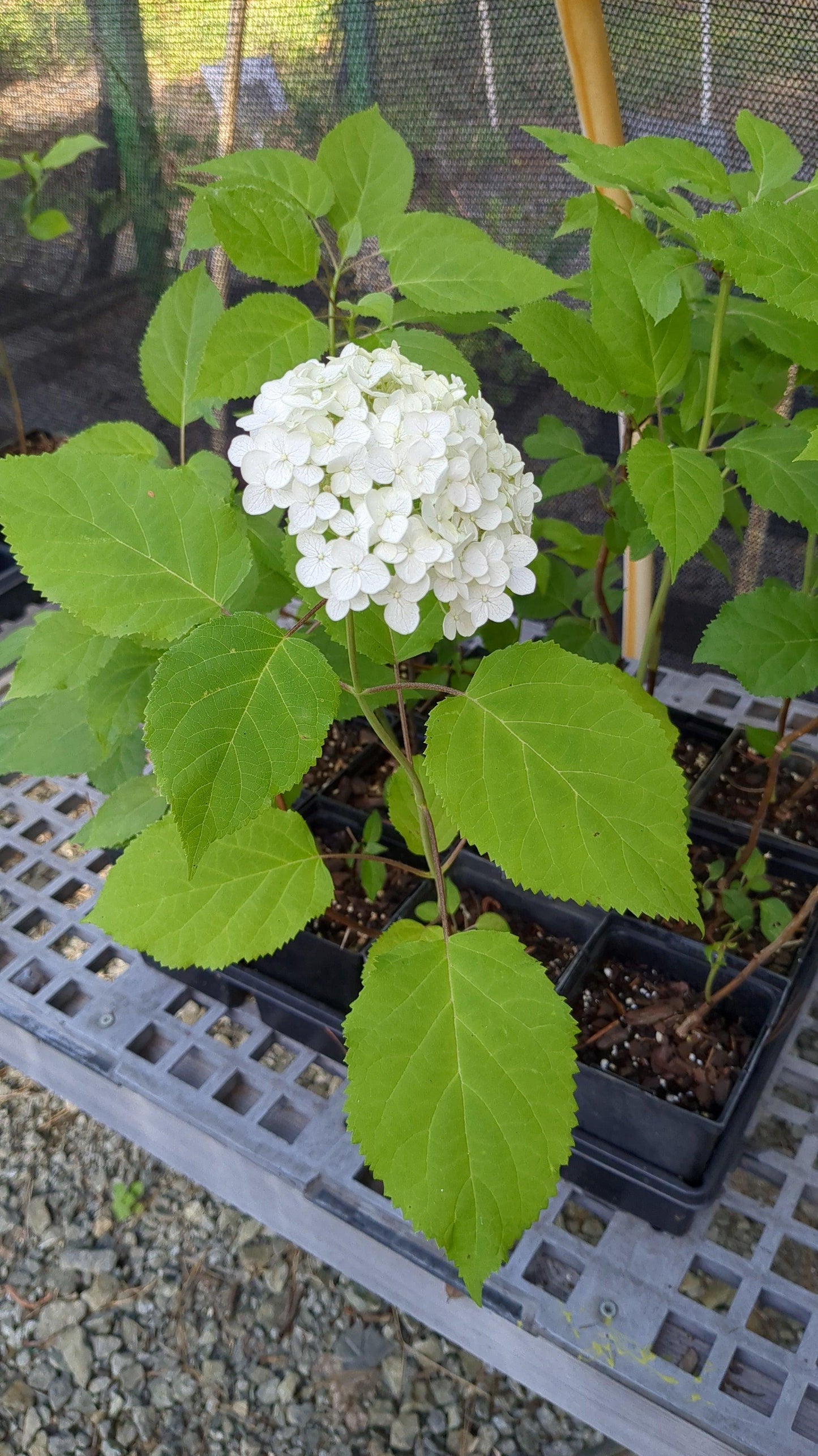 Hydrangea Arborescens Annabelle - View 14 from www redcrocus com