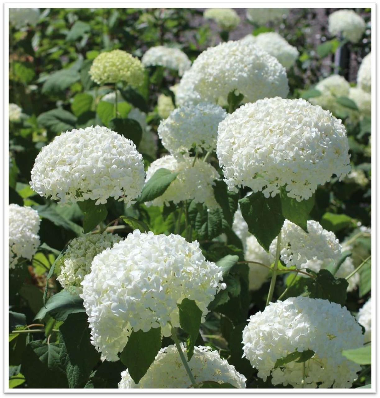 Hydrangea Arborescens Annabelle - View 15 from www redcrocus com