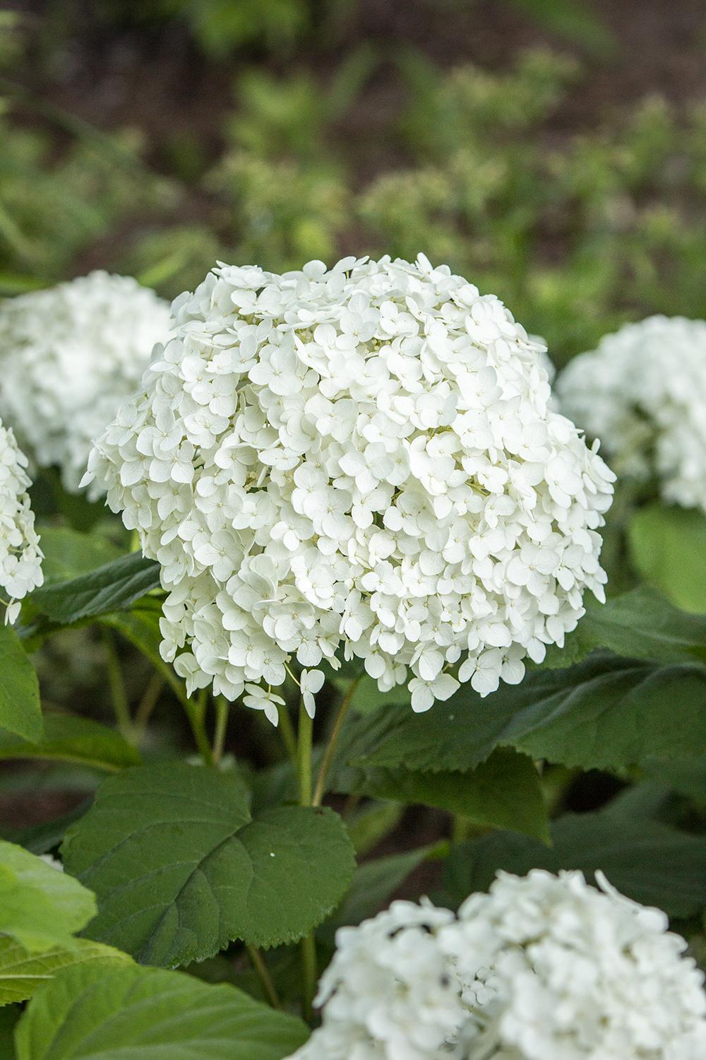 Hydrangea Arborescens Annabelle - View 17 from www redcrocus com