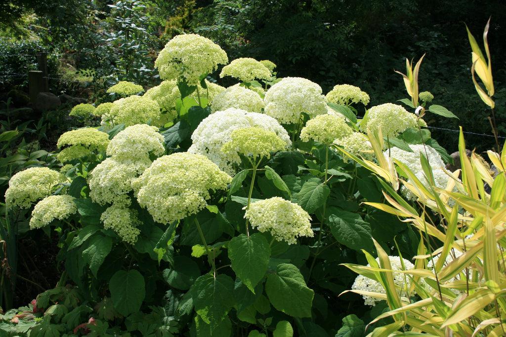 Hydrangea Arborescens Annabelle - View 18 from www redcrocus com