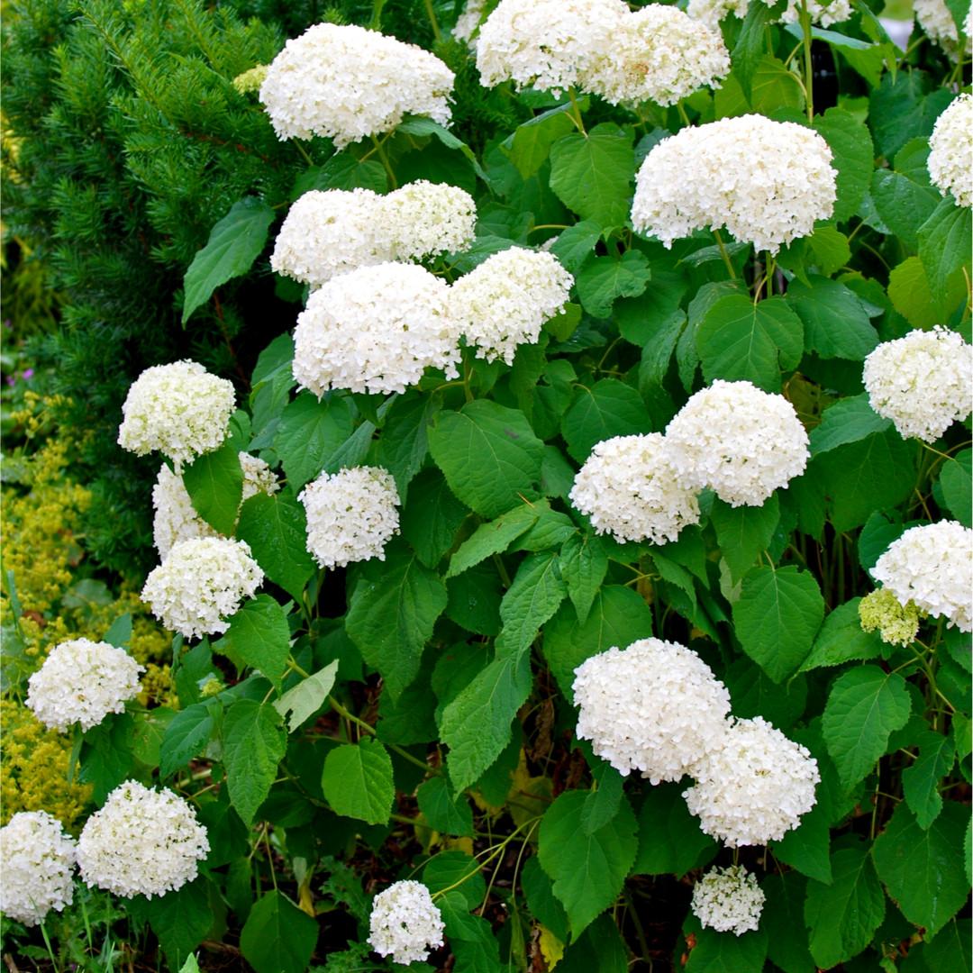 Hydrangea Arborescens Annabelle - View 1 from www redcrocus com
