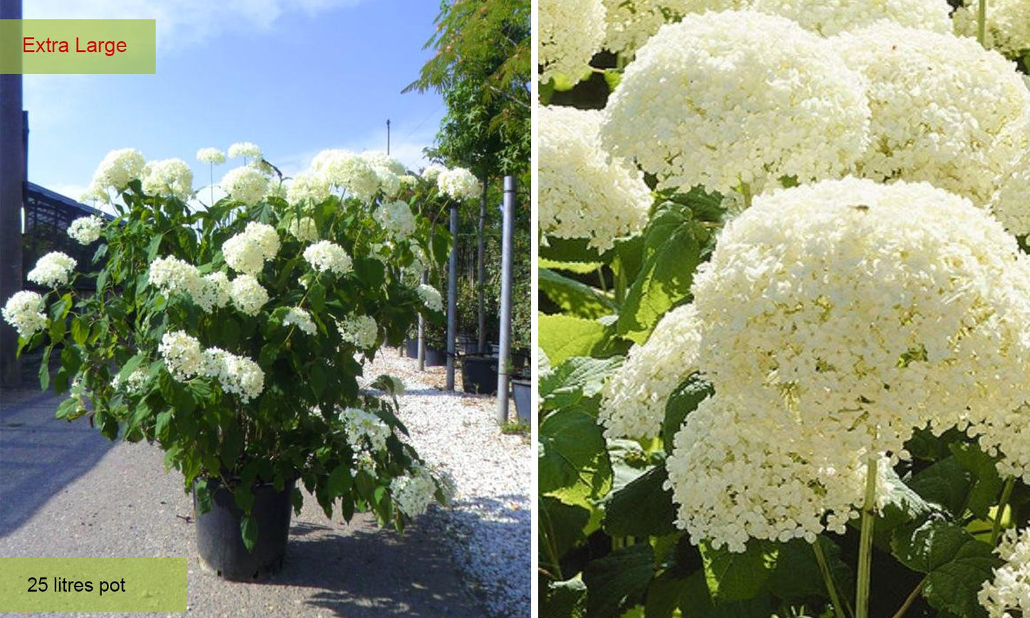 Hydrangea Arborescens Annabelle - View 20 from www redcrocus com