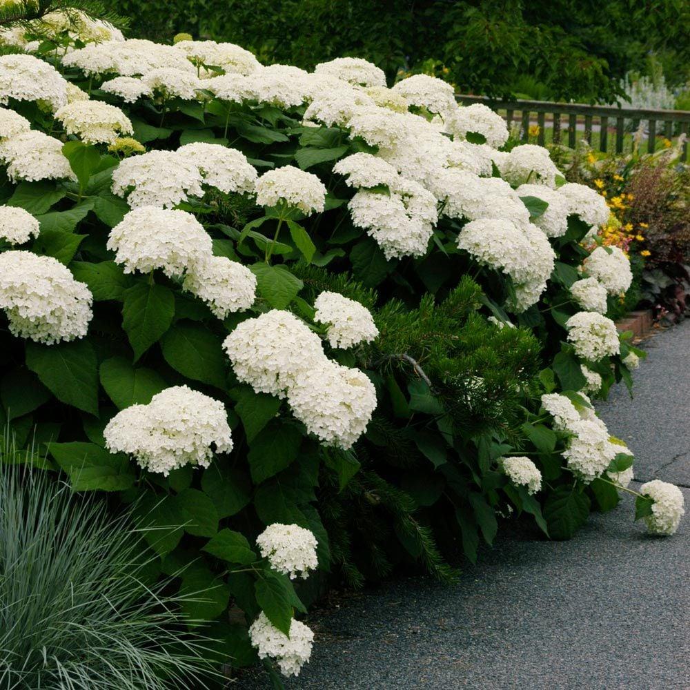 Hydrangea Arborescens Annabelle - View 2 from www redcrocus com