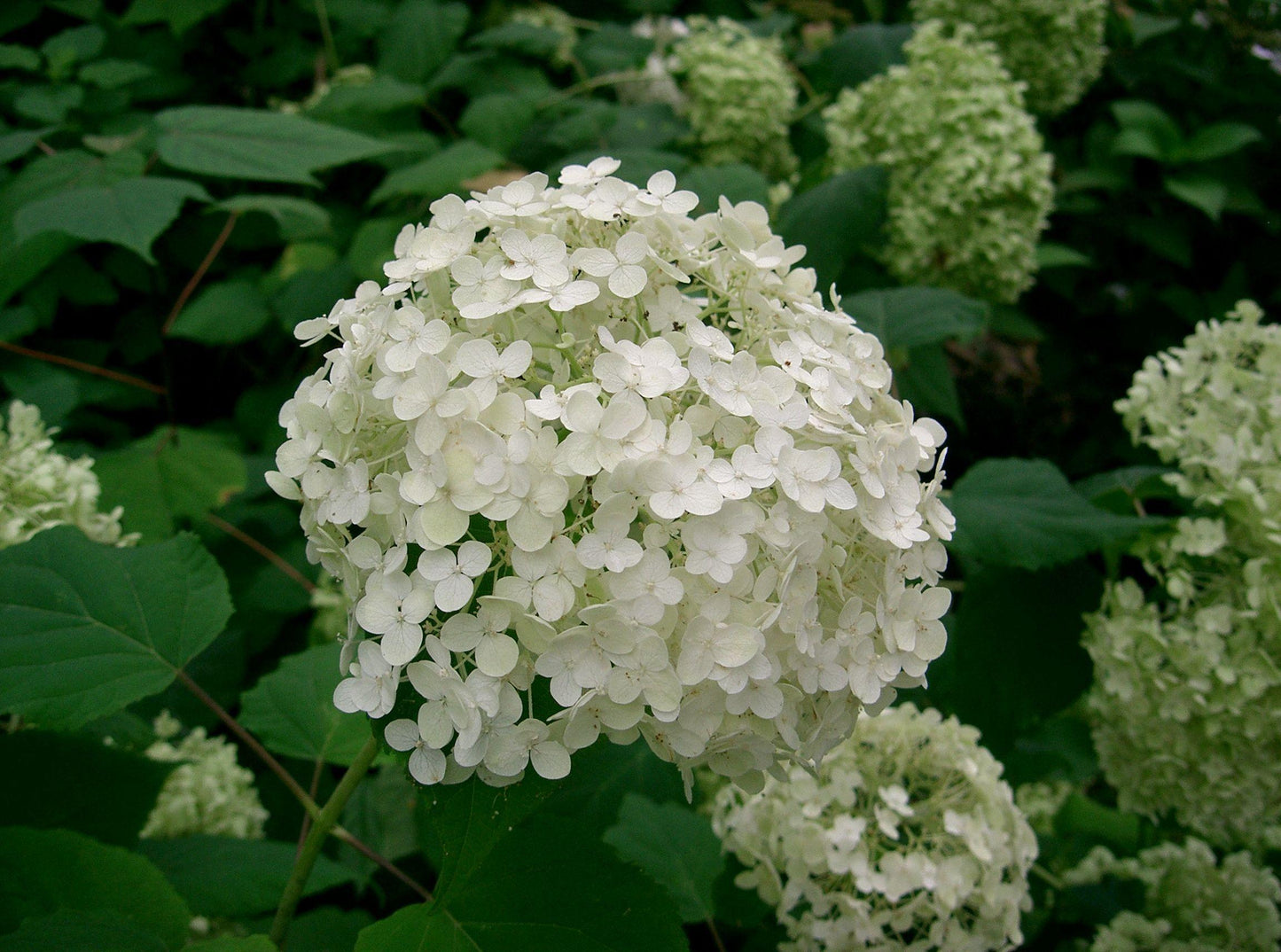 Hydrangea Arborescens Annabelle - View 3 from www redcrocus com