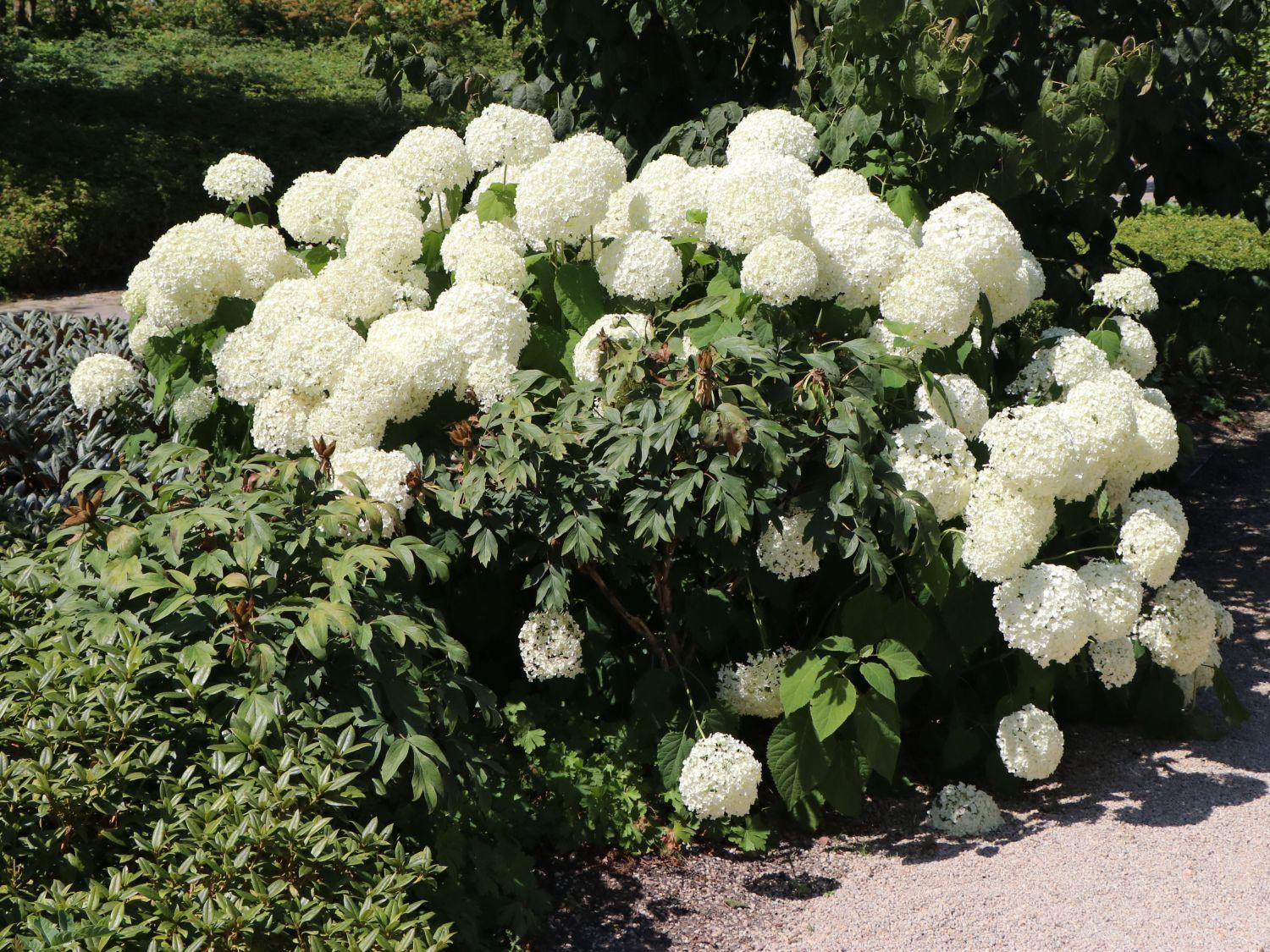 Hydrangea Arborescens Annabelle - View 4 from www redcrocus com
