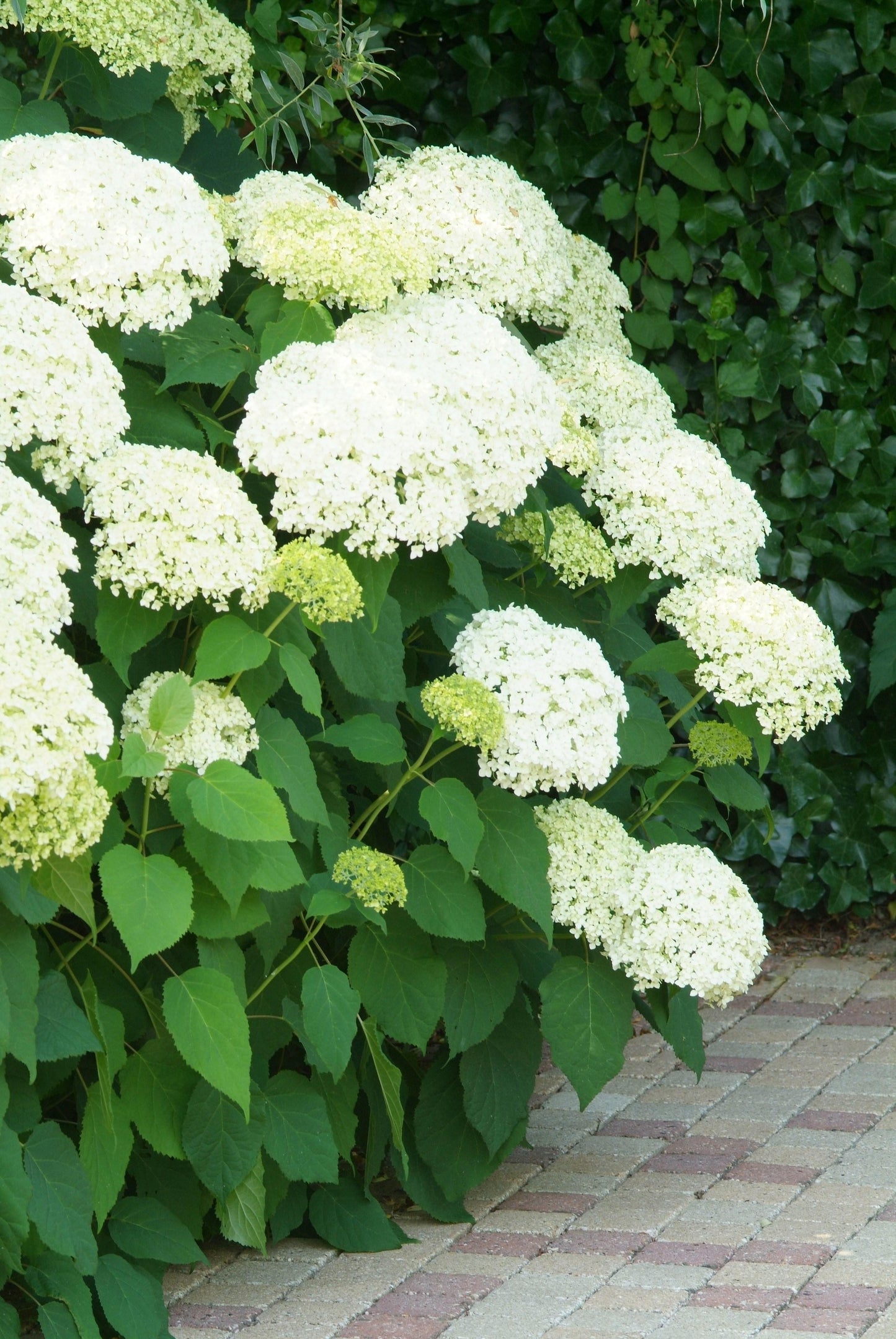 Hydrangea Arborescens Annabelle - View 7 from www redcrocus com
