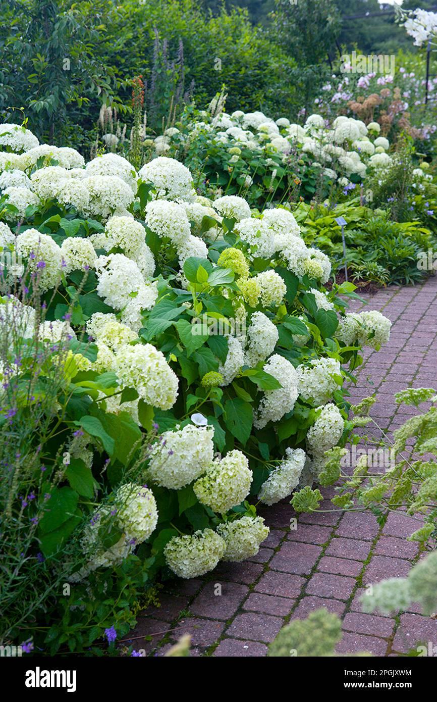 Hydrangea Arborescens Annabelle - View 8 from www redcrocus com