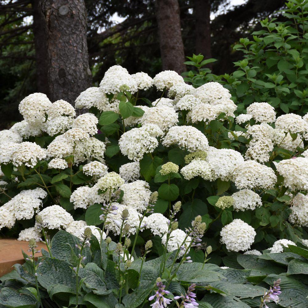 Hydrangea Arborescens Annabelle - View 9 from www redcrocus com