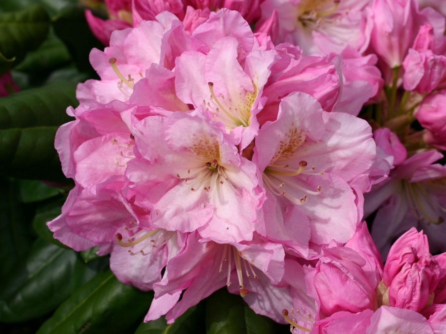 Rhododendron Scintillation - View 9 from www redcrocus com