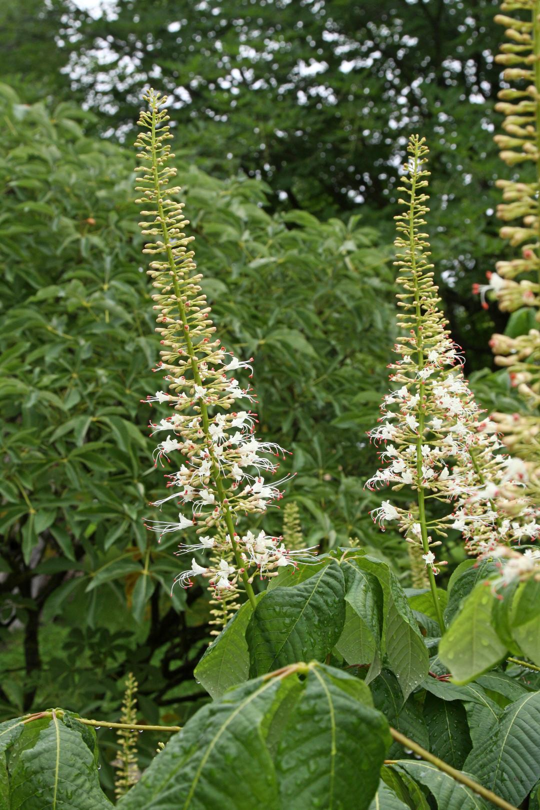 Aesculus Parviflora - View 13 from www redcrocus com
