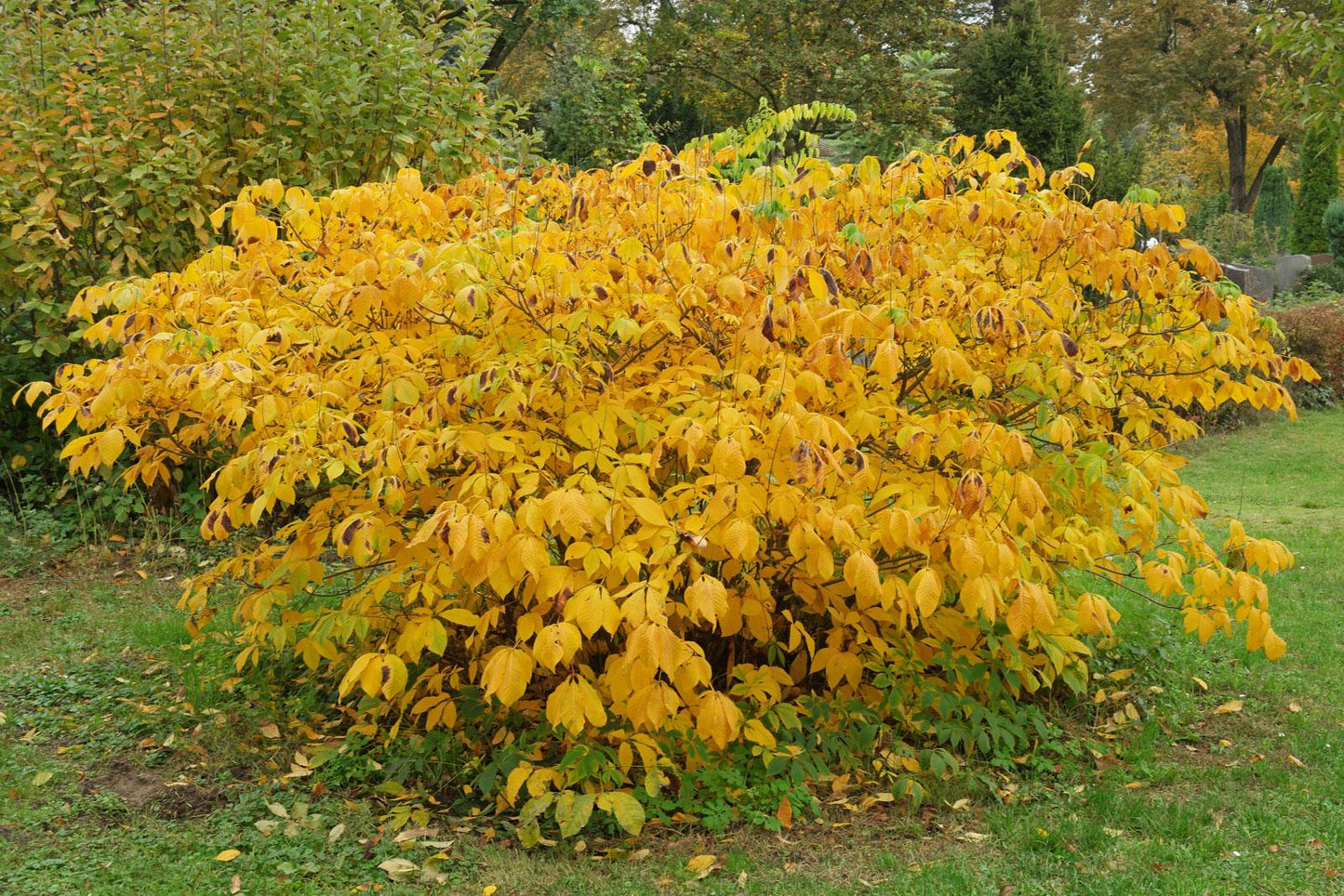 Aesculus Parviflora - View 14 from www redcrocus com