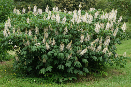Aesculus Parviflora - View 1 from www redcrocus com